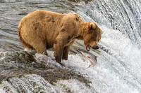 Brown/Grizzly Bear - Katmai National Park, Alaska - 07-05-15