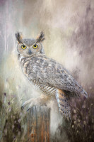 500_5683-1 Great Horned Owl