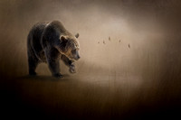 _ZB24488-1 Grizzly Bear