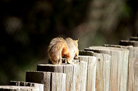DSC04050-181 Squirrel Run Fencetop web.jpg