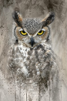 500_5830-1 Great Horned Owl
