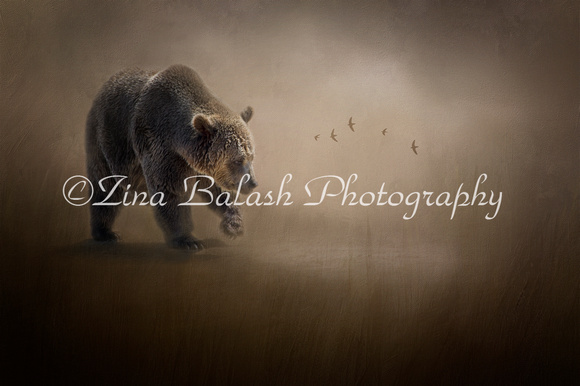 _ZB24488-1 Grizzly Bear