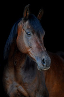 ZB1_3815-1 Dobby