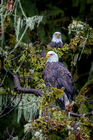 Bald Eagles of the Pacific Northwest 12-18
