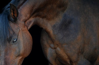 ZB1_3955-1 Dobby