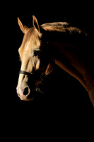 _ZB14829-1