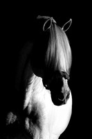 _ZB23655-1