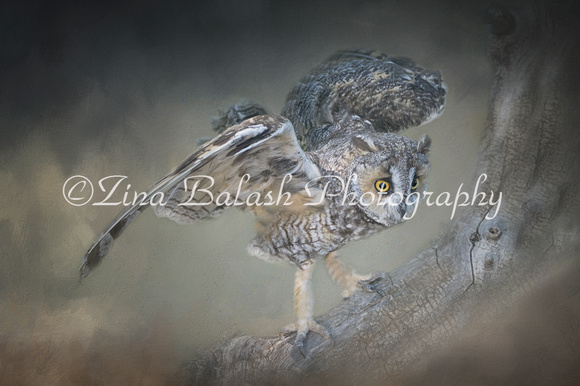 _ZB15711-1