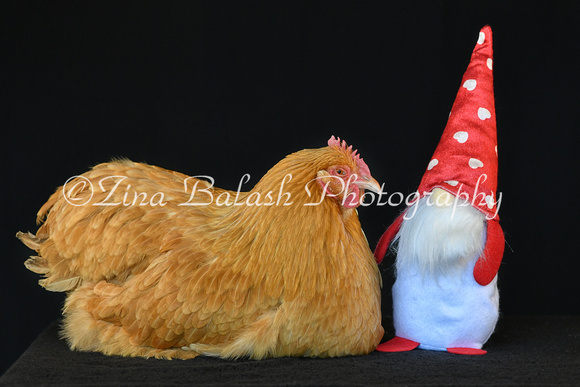 ZB2_2545-1 Porkchop Buff Orpington Hen