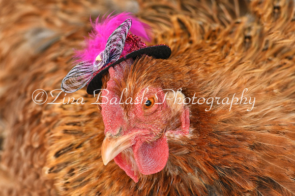 ZB2_4665-1 Tuna Crele Orpington Hen
